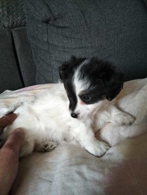 Odam. Za darmo