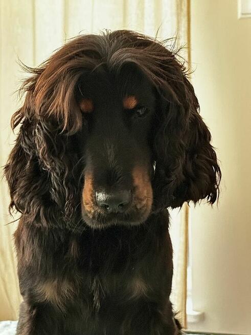 Opieka nad zwierzętami| Domowa |1 pupil na raz | Petsitting