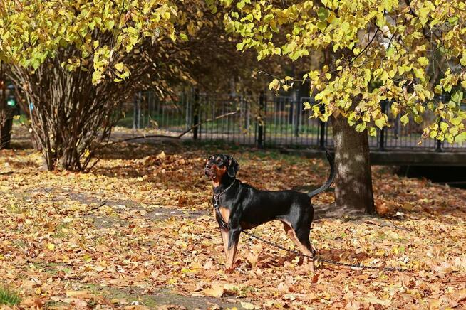 Lola liczy, że miłości jej ktoś użyczy..