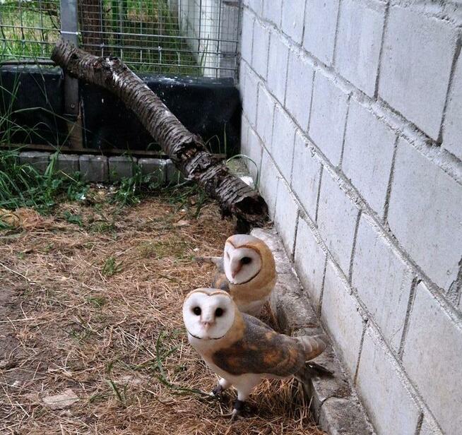 Sowa sowy płomykówki Tyto alba młode Wrocław