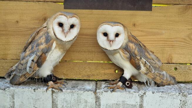 Sowa sowy płomykówki Tyto alba młode Wrocław