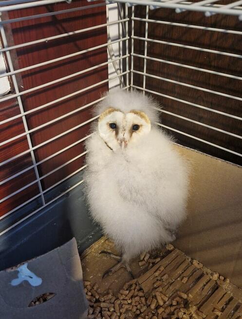 Sowa sowy płomykówki Tyto alba młode Wrocław