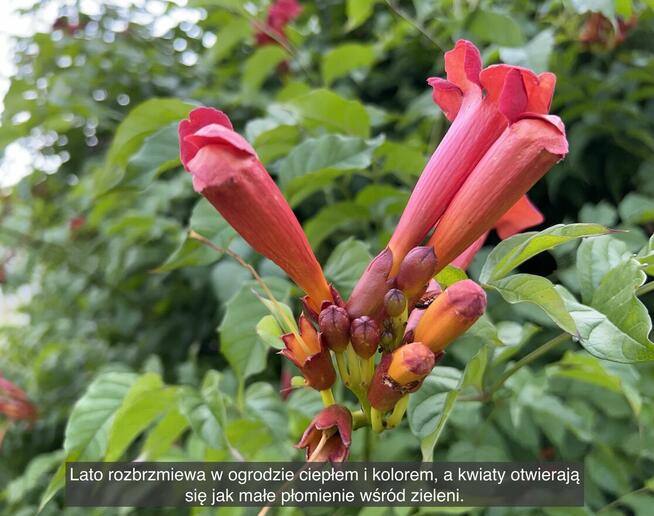 Działka rekreacyjna z domkiem w ROD Kaczeniec koło Warszawy