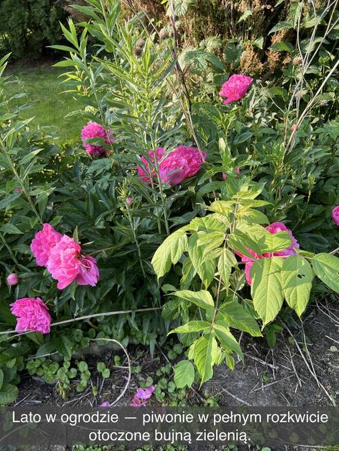Działka rekreacyjna z domkiem w ROD Kaczeniec koło Warszawy