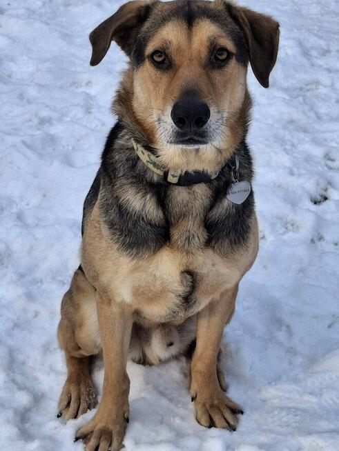 Energiczny BRUNO czeka na dom