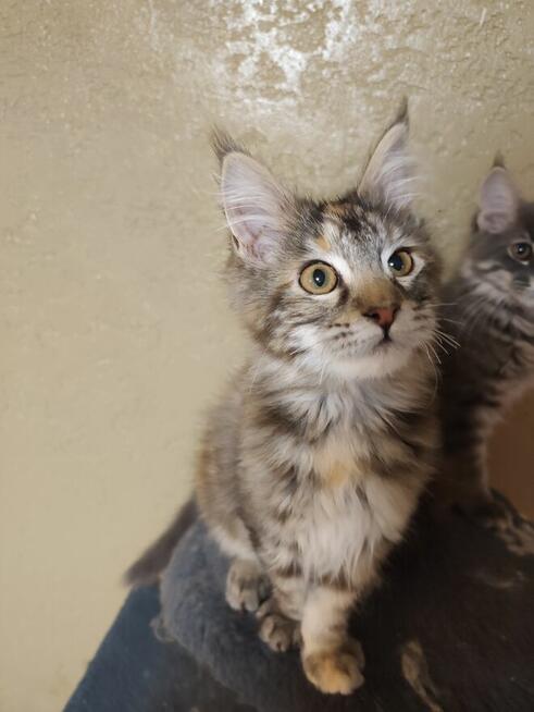 Kotka Maine Coon
