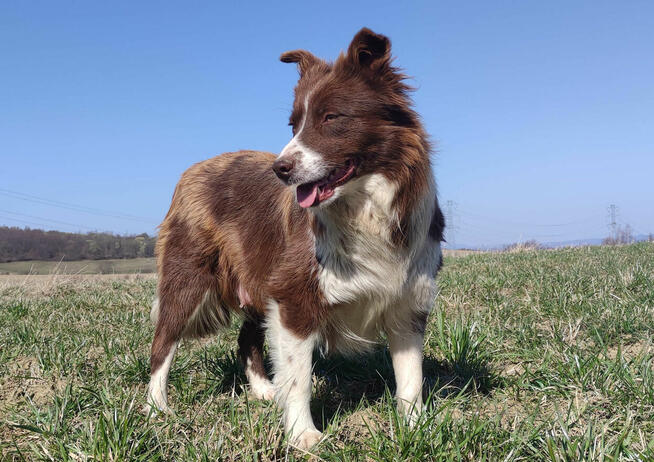 Rasowy Pies Border Collie - TOMI z pełną dok. z hodowli do o