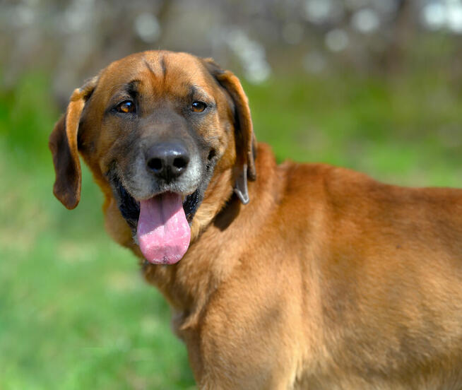 Baron - wyjątkowy, lojalny pies szuka domu!