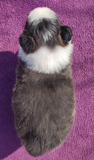 Rasowy Pies Border Collie - TOMI z pełną dok. z hodowli do o