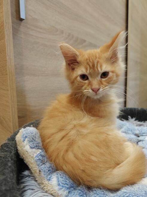 Kocurek Maine Coon