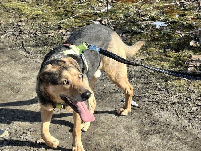 Energiczny BRUNO czeka na dom