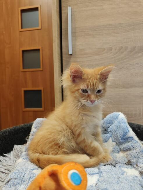 Kocurek Maine Coon