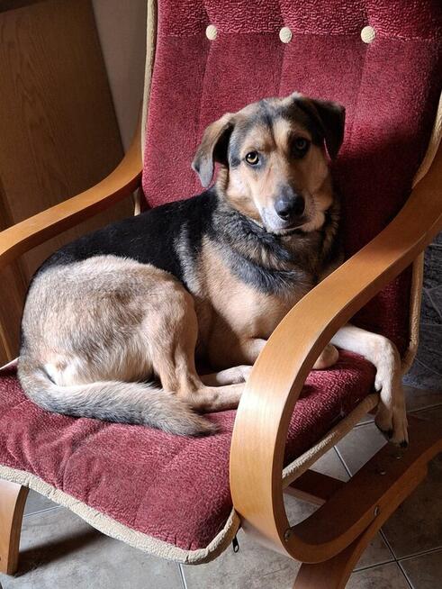 Energiczny BRUNO czeka na dom