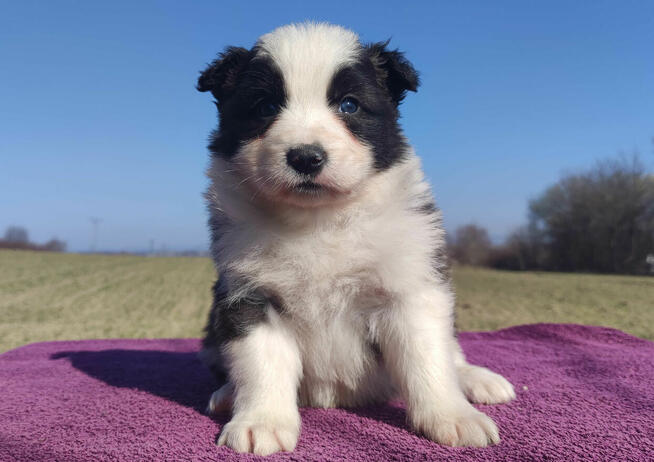 Rasowy Pies Border Collie - TOMI z pełną dok. z hodowli do o