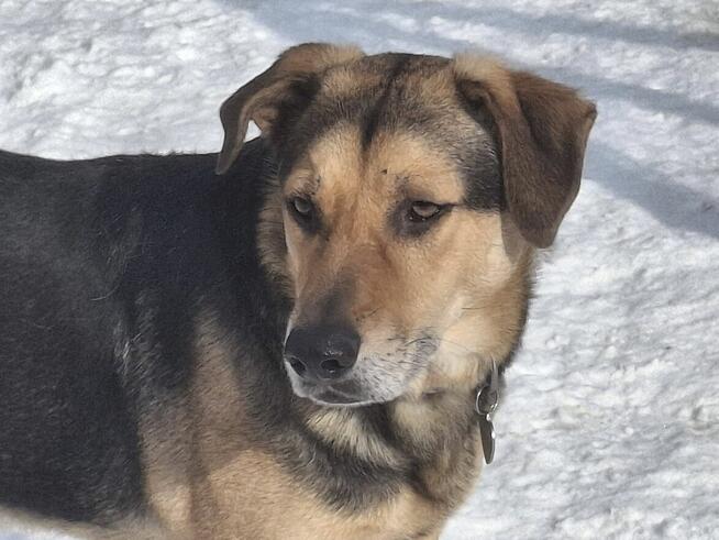 Energiczny BRUNO czeka na dom