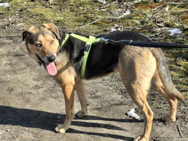 Energiczny BRUNO czeka na dom