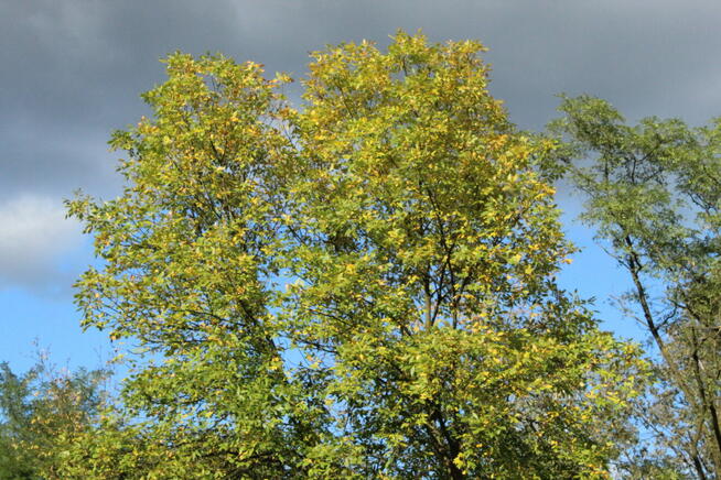 Zapukaj do mego serca