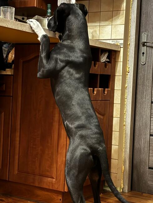 Oddam suczke mieszańca cane corso za darmo