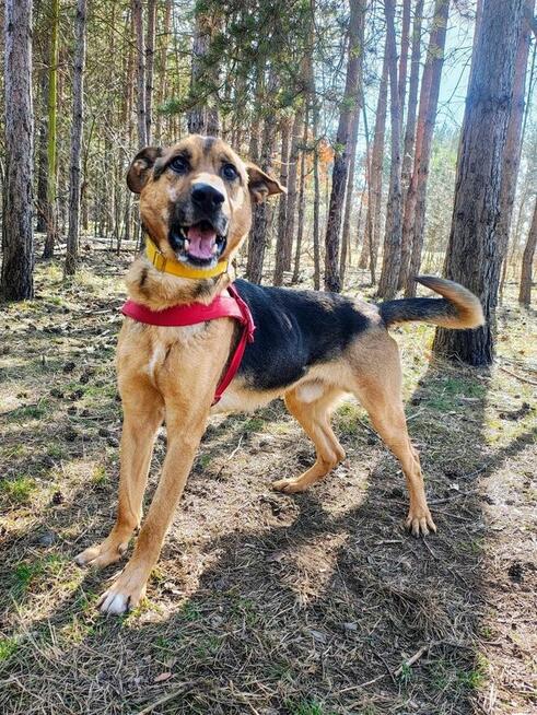 JOKO piesek szuka domu