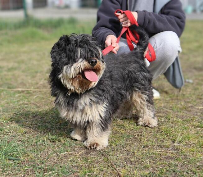 Kudłaty młody Gucio szuka domu!