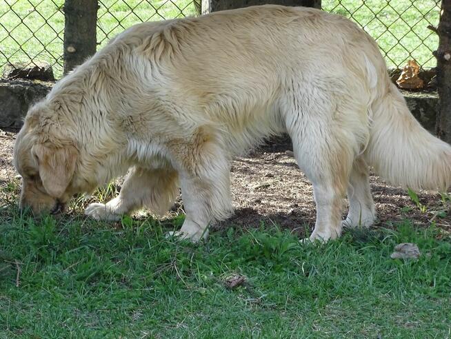 Golden retriever 14 miesięczny