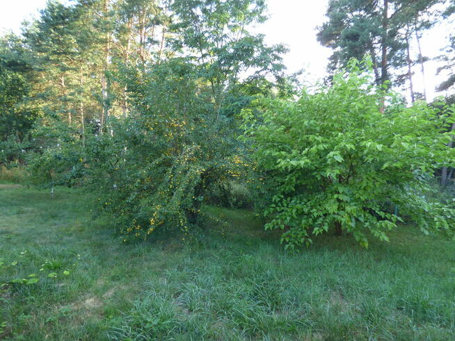 Dom do wykończenie na dużej działce 2394m, 70km od Warszawy