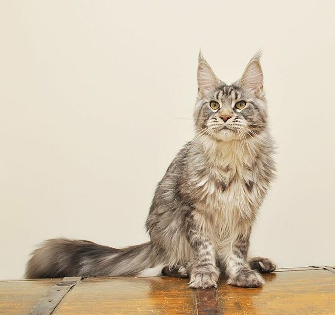 Przepiękny kocurek z rodowodem PZF/WCF - Legalna hodowla