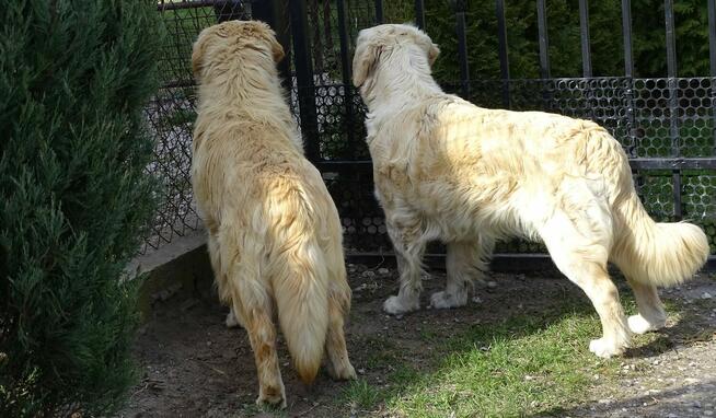 Golden retriever 14 miesięczny