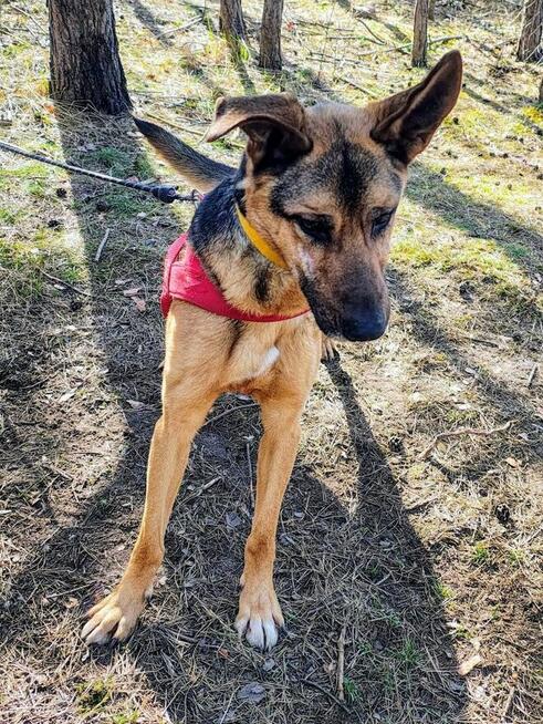 JOKO piesek szuka domu