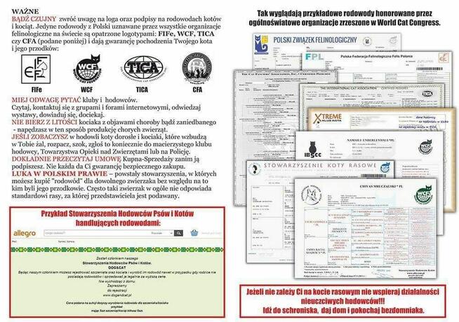 Przepiękny kocurek z rodowodem PZF/WCF - Legalna hodowla