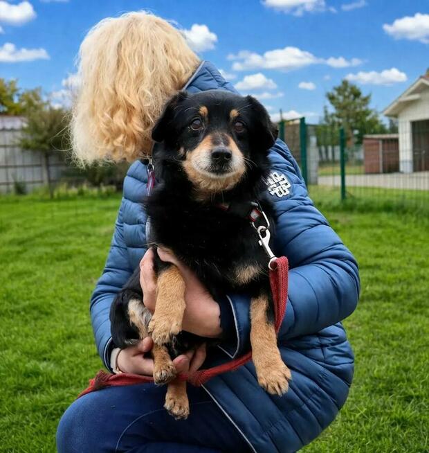 Delikatny senior Bunio szuka domu!