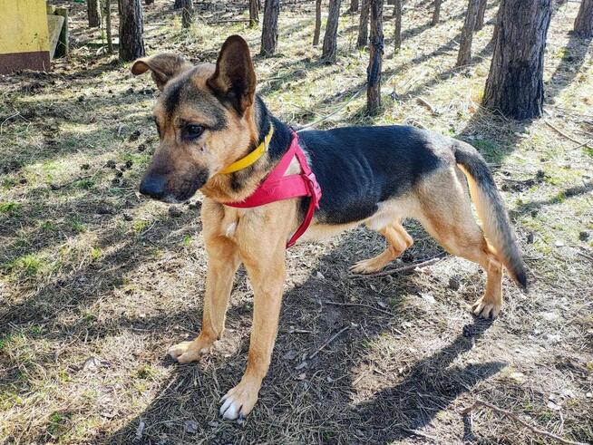 JOKO piesek szuka domu