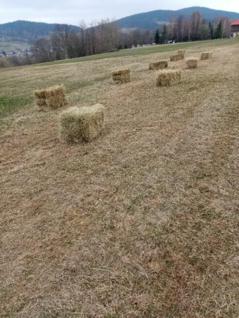 Siano świeże kostka lub luzem