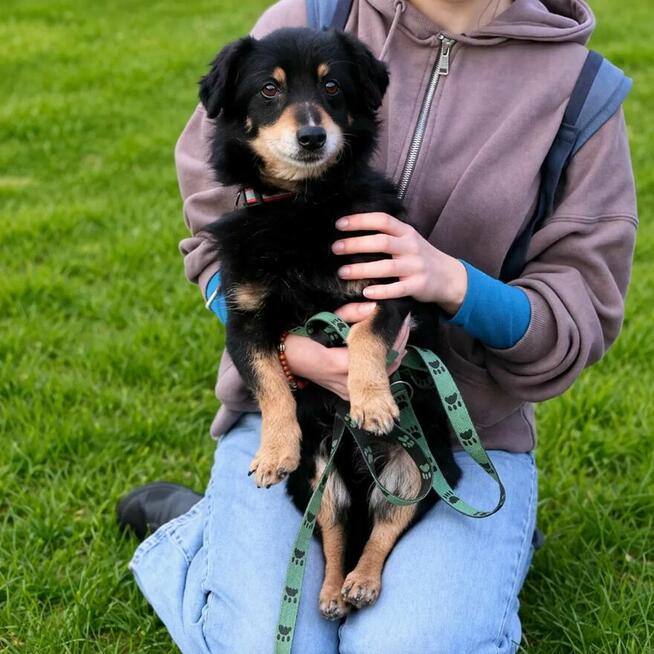 Delikatny senior Bunio szuka domu!