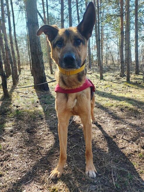 JOKO piesek szuka domu