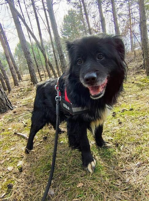 DZIADZIA starszy łagodny pies szuka domu