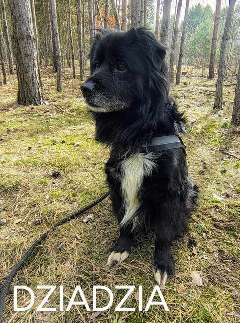 DZIADZIA starszy łagodny pies szuka domu
