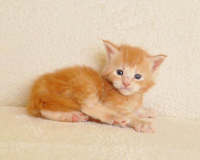 Przepiękny kocurek z rodowodem PZF/WCF - Legalna hodowla