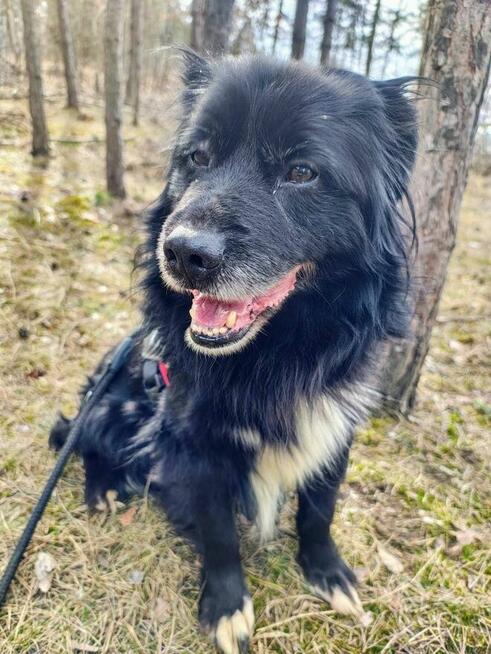 DZIADZIA starszy łagodny pies szuka domu