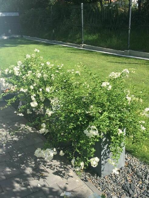 Usługi ogrodnicze, pielęgnacja i zakładanie ogrodów.