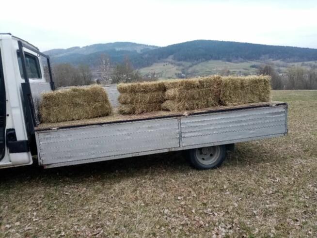 Siano świeże kostka lub luzem