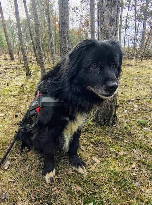 DZIADZIA starszy łagodny pies szuka domu