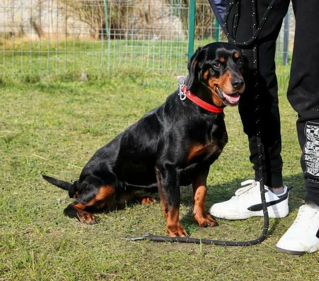 Towarzyska Hera w typie gończego