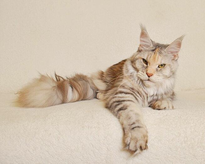 Przepiękny kocurek z rodowodem PZF/WCF - Legalna hodowla