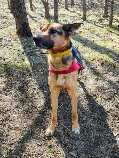 JOKO piesek szuka domu