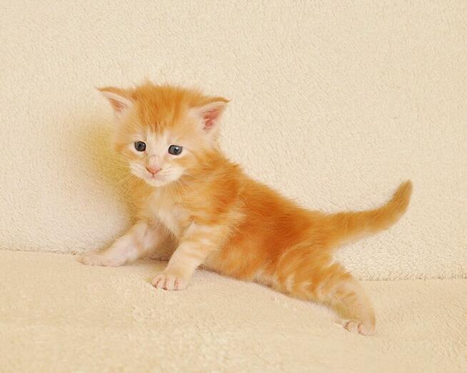 Przepiękny kocurek z rodowodem PZF/WCF - Legalna hodowla