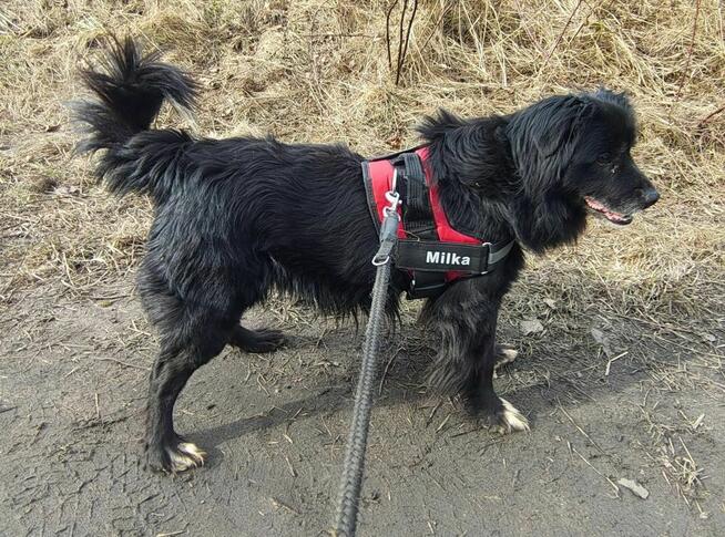 DZIADZIA starszy łagodny pies szuka domu