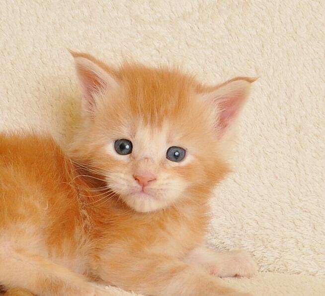 Przepiękny kocurek z rodowodem PZF/WCF - Legalna hodowla