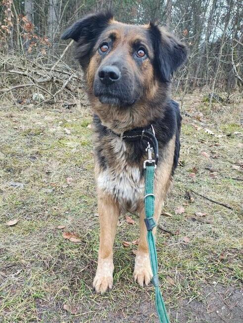 ZARA sunia w typie owczarka szuka domu