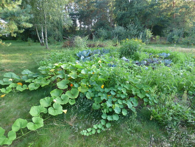 Dom do wykończenie na dużej działce 2394m, 70km od Warszawy